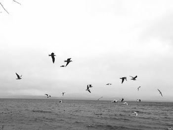 Seagulls dancing over water, black and white 