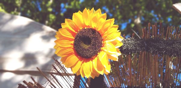 Close-up of yellow sunflower