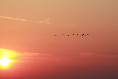 Low angle view of birds flying in sky