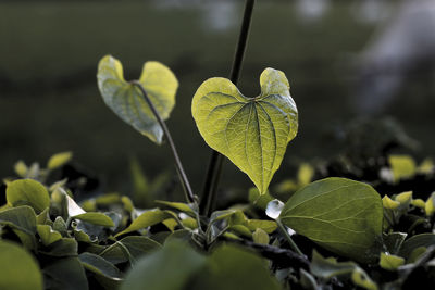 Close-up of green leaves