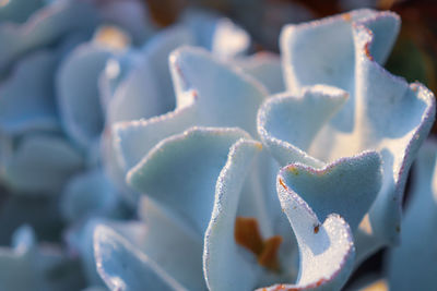 Close-up of succulent plant