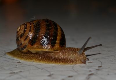 Close-up of snail on table 