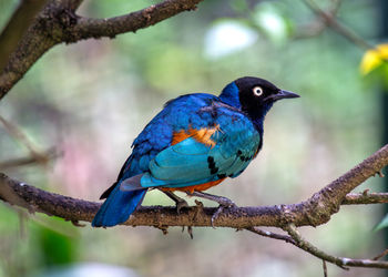 Low angle view of bird perching on tree