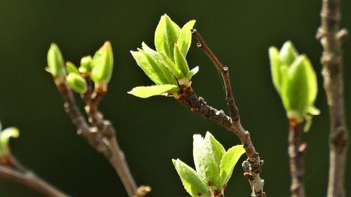 Close-up of insect on plant