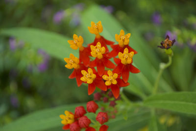 Close-up of marigold flowers