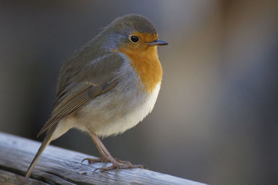 Close-up of robin perching on wood