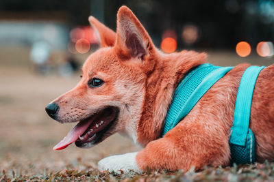 Jumped dog shiba inu corgi on grass