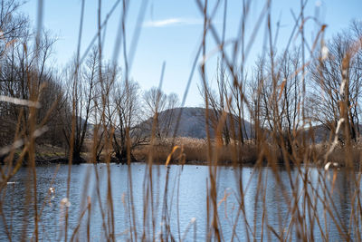 Bare trees by lake against sky during winter