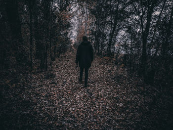 Rear view of man walking in forest