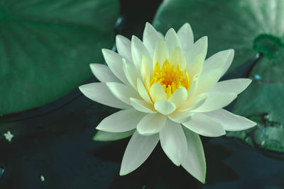 Close-up of white water lily