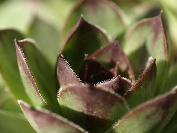 Close-up of green leaves