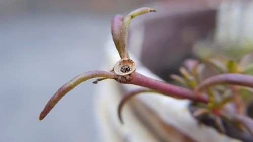 Close-up of flower on plant