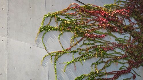 Plants growing outdoors