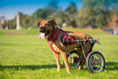 Handicapped dog in wheelchair at a park