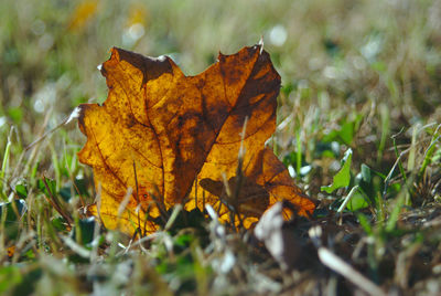 Close-up of yellow maple leaf on land