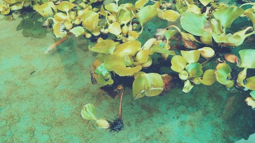 Close-up of yellow flowering plant by sea