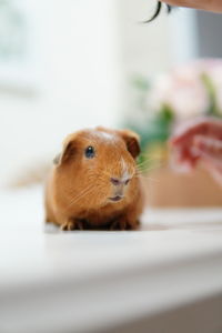 Close-up of a guinea pig