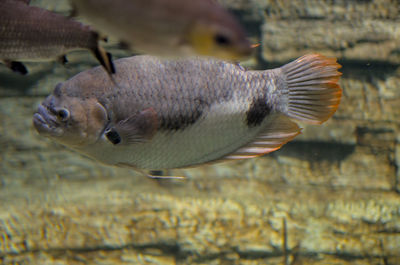 Close-up of fish swimming in aquarium