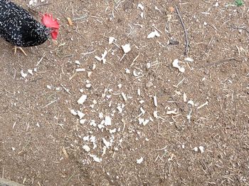 High angle view of free range rooster on field