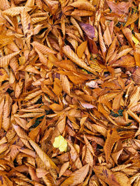 Full frame shot of dried autumn leaves