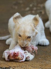 Close-up of a cat eating