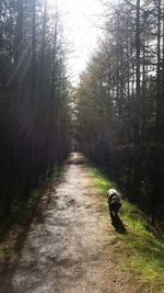 Footpath in forest