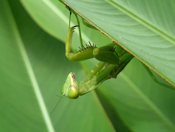 Close-up of insect on leaf