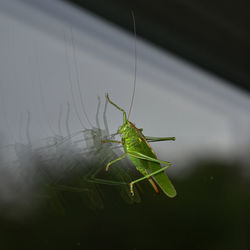 Close-up of grasshopper