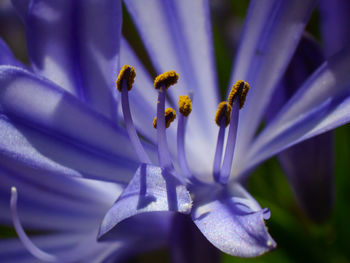 Close-up of purple crocus flowers