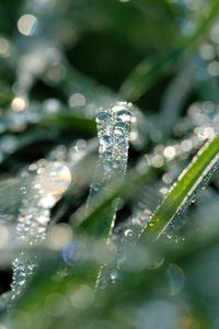 Close-up of frozen plant