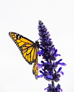 Close-up of butterfly pollinating on purple flower