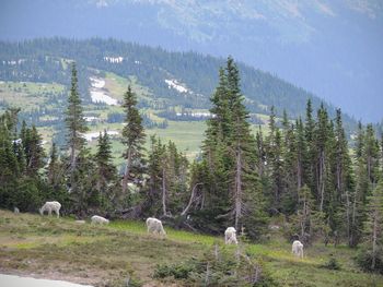 Mountain goat oreamnos americanus going-to-the-sun road logan pass glacier national park montana usa