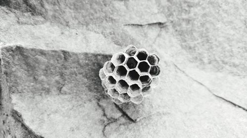 Close-up of honeycomb on rock