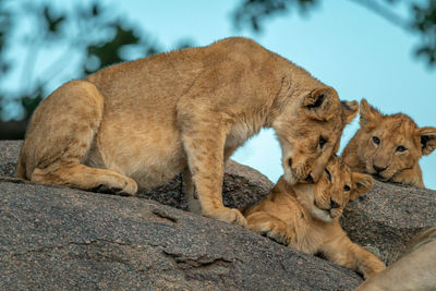 Lion cub sits nuzzling another on rock
