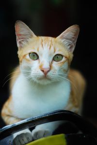 Close-up portrait of cat