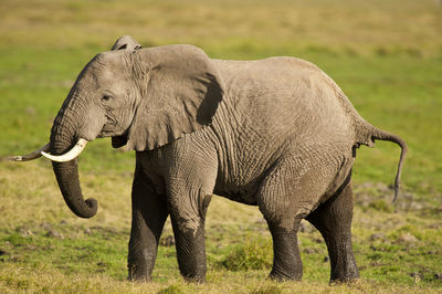 Full length of elephant on field