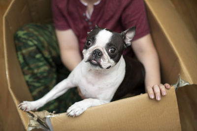 Portrait of dog sitting on sofa at home