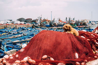 Dog on fishing boats moored at harbor against sky