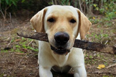 Close-up portrait of dog on field