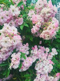 Close-up of pink flowers