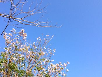 Low angle view of flowering tree against blue sky