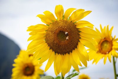 Close-up of yellow sunflower