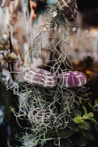 Close-up of purple flowering plants