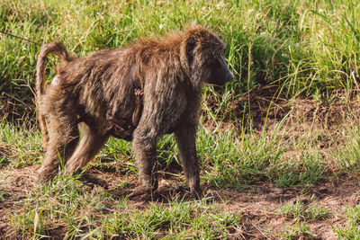 Side view of a dog on field