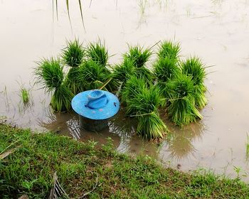 High angle view of plants in water