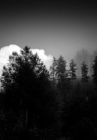 Pine trees in forest against sky