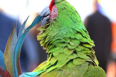 Close-up of parrot perching