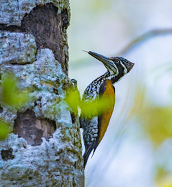 Close-up of bird perching on tree trunk