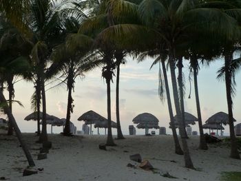 Palm trees on shore