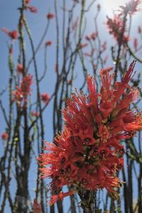Close-up of red cherry blossom
